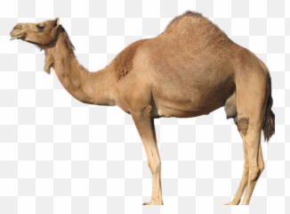 Download Hd Gallery Description - Guess The Animal Camel Camel Transparent Png,Camel Png