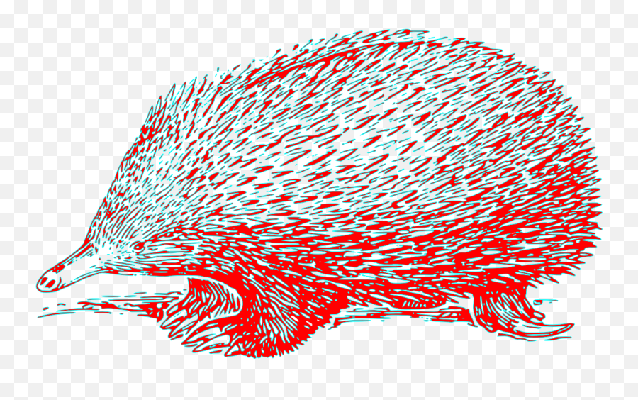 Download Free Photo Of Echidnahedgehoghedge - Hogmammal Echidna Clipart Png,Hedgehog Transparent Background