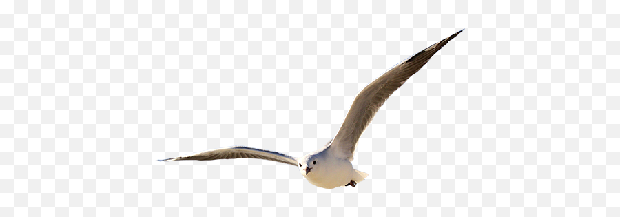 Cottages - Flying Bird Png Tubes,Seagulls Png