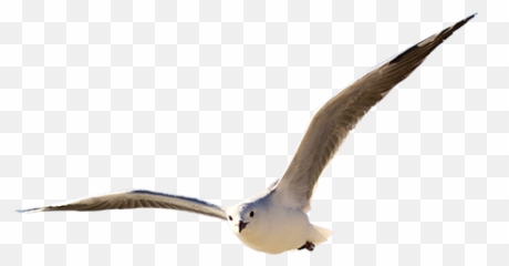 Cottages - Flying Bird Png Tubes,Seagulls Png