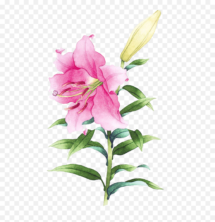 Clip Freeuse Library Drawing Lily - Lirio En Dibujo Png,Lily Png