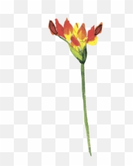 Download Hd Rojo Fuego Flower Leaf Cartoon Png Transparente - Garden Roses