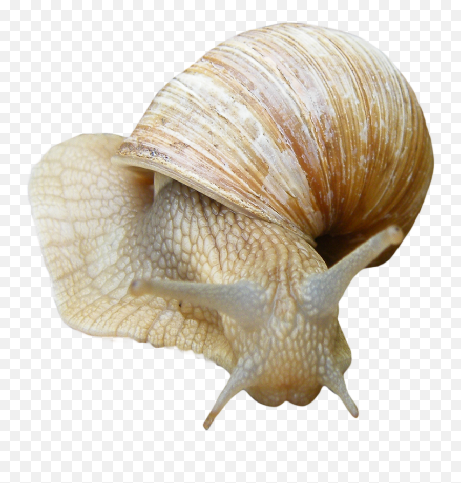 Snail Png - Sea Snails Png,Snail Png