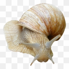 Snail Png - Sea Snails Png,Snail Png