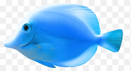 Final - Fish Png,Betta Fish Png