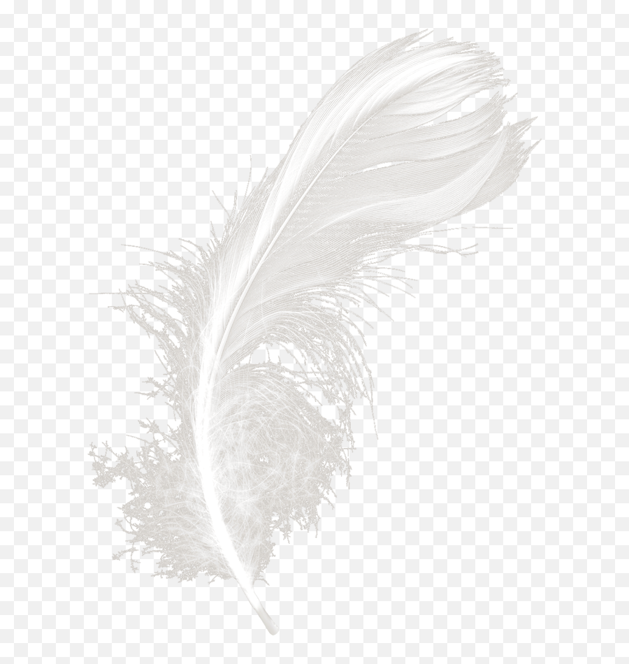 Download Feathers White Black Feather - Png,Black Feather Png