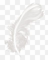 Download Feathers White Black - Png