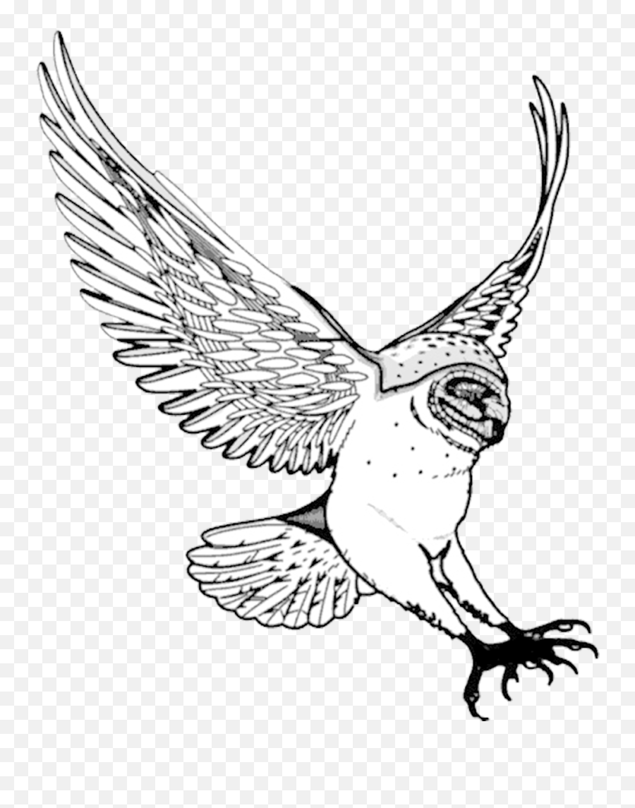 Barn Owl Swooping - Drawn Flying Owl Png,Barn Owl Png