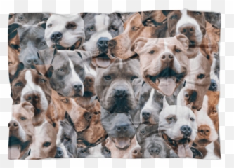 Pitbulls - Australian Cattle Dog Png,Pitbull Png