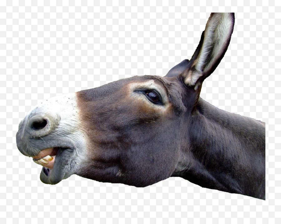 Donkey Png Transparent Picture Mart - Animal Jackass,Burro Png