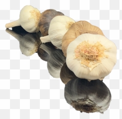 Augustu0027s Harvest Ontariou0027s Garlic Grower - Persian Buttercup Png,Garlic Transparent Background