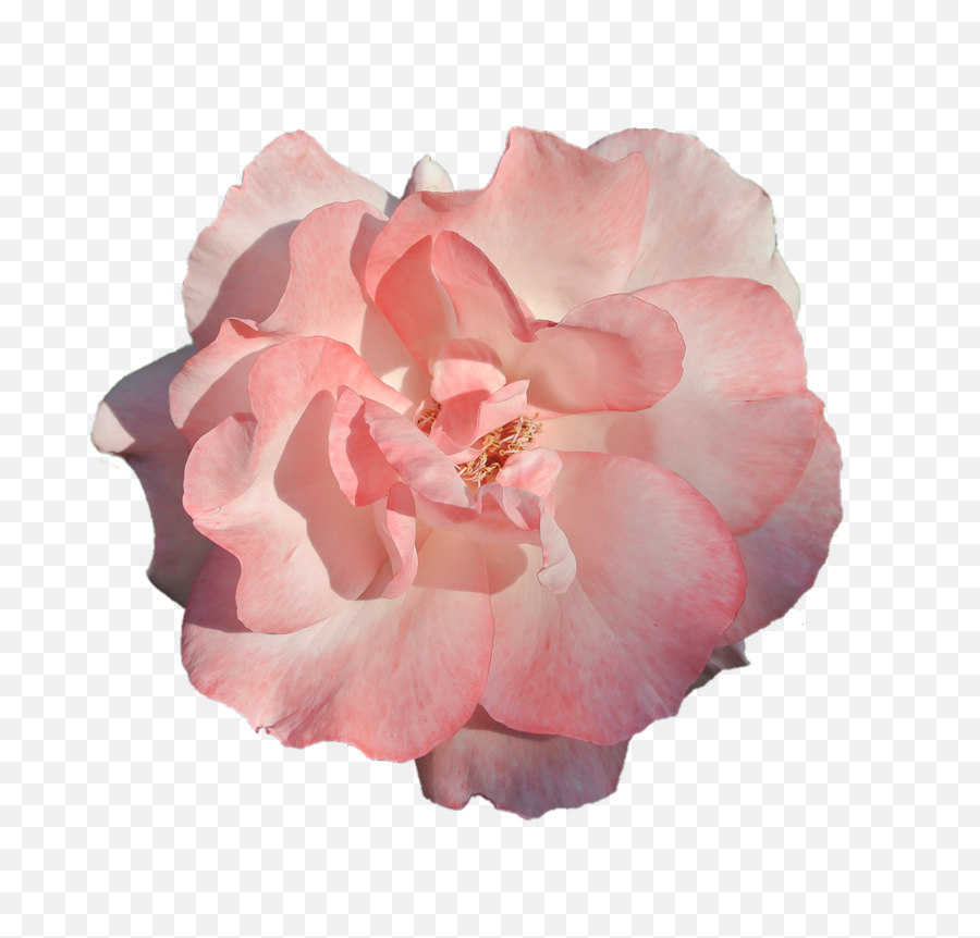 Download Free Photo Of Flower Pink Rose - Flor Rosa Fundo Transparente Png,Roses Transparent Background
