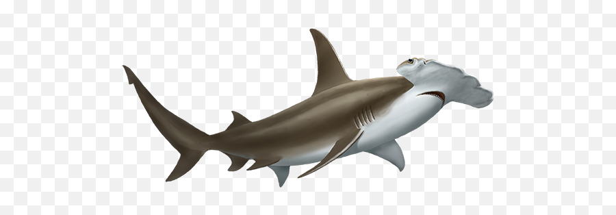 Download Hammerhead Shark Png Image - Great Hammerhead Shark Png,Hammerhead Shark Png