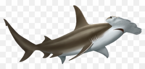 Download Hammerhead Shark Png Image - Great Hammerhead Shark Png,Hammerhead Shark Png
