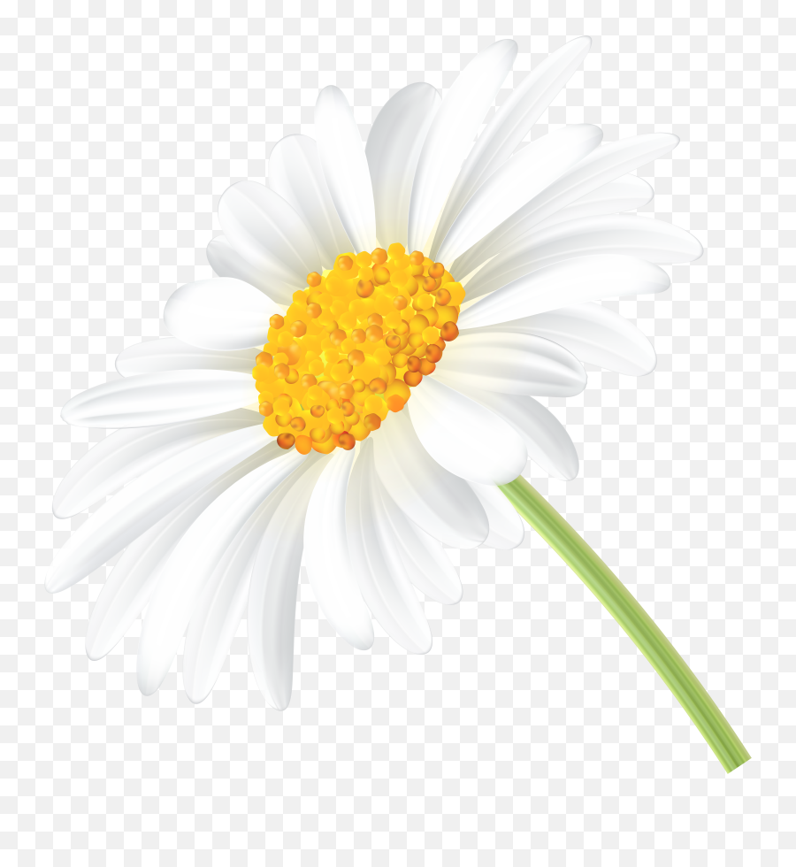 Free Transparent Daisy Cliparts - White Daisys Transparent Background Png,Daisies Png