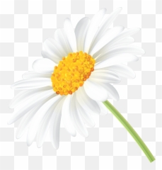 Free Transparent Daisy Cliparts - White Daisys Transparent Background Png,Daisies Png