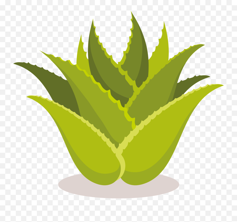 Aloe Vera Plant Clipart - Alovera Plant Clip Art Png,Aloe Vera Png