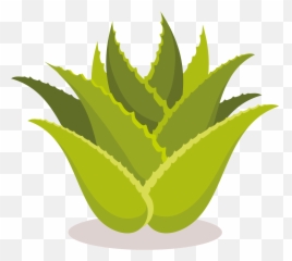 Aloe Vera Plant Clipart - Alovera Art png