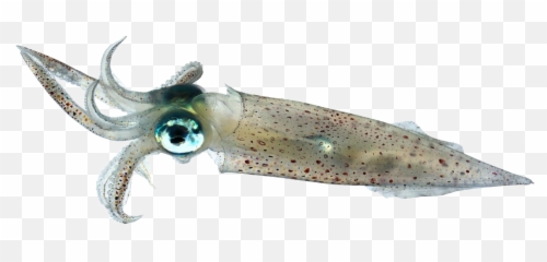 Squid Png Image Background Arts - Squid Transparent,Squid Png