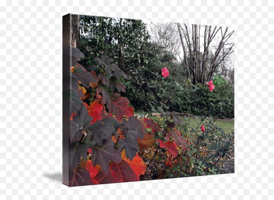 Oak Leaf Hydrangea Roses Late Fall By Michael Karasik - Red Maple Png,Oak Leaf Png