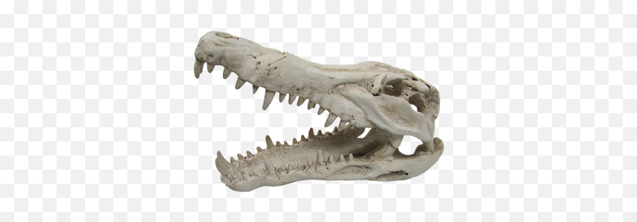 Urs Wolf Skull 240x130x130 Oswsk - Tyrannosaurus Png,Wolf Skull Png