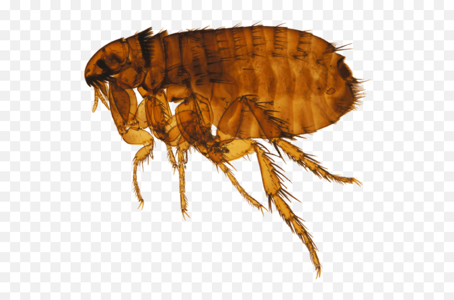 Flea Png - Transparent Flea Png,Flea Png