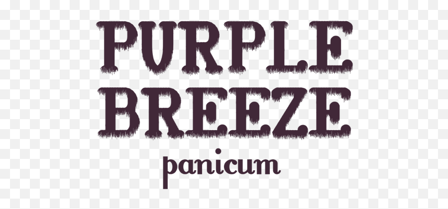 Panicum Virgatum Purple Breeze U0027joz276u0027pbr - Plantipp Language Png,Purple Flames Png