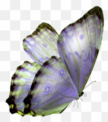 Glasswing Butterfly Monarch Clip Art - Transparent Stickers Aesthetic Png Mariposas