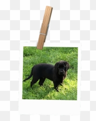 Littleacre Labradors Breeder Marshall Va - Picture Frame png
