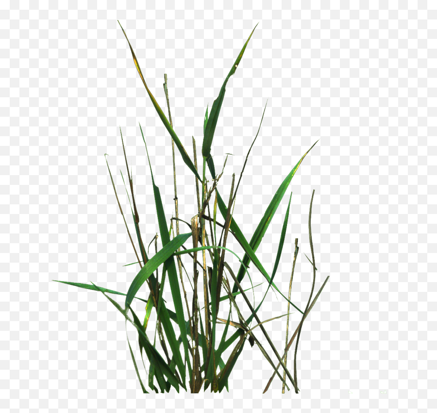 Grass Blade Texture Png Picture - Grass Texture Png Unity,Grass Texture Png