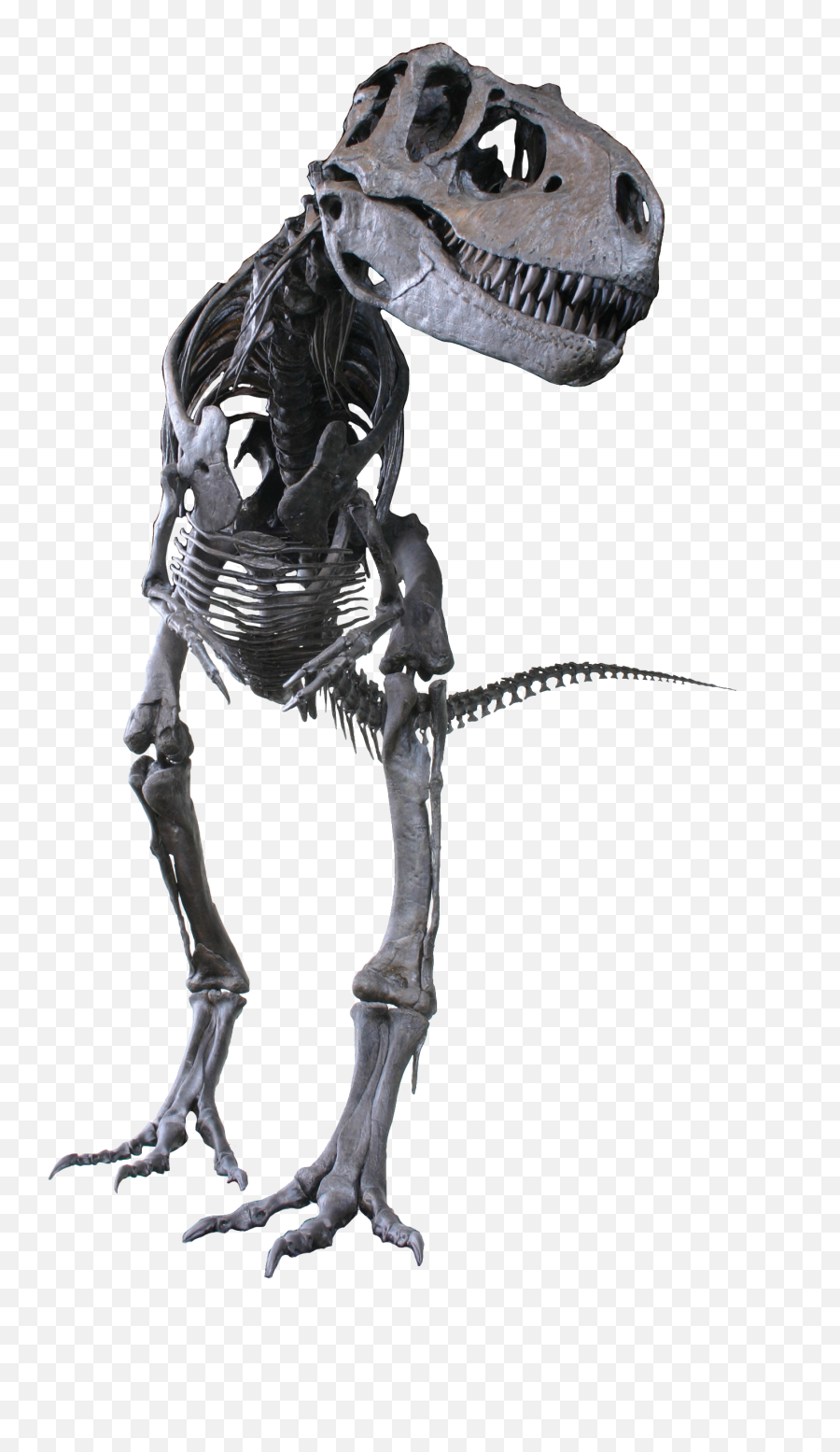 Albertosaurus - Albertosaurus Dinosaur Png,Dinosaur Skull Png