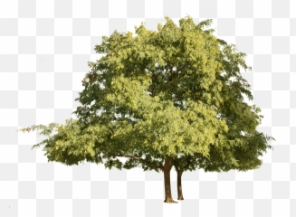 Tipuana Tipu Group - Tipuana Png,Tree Canopy Png