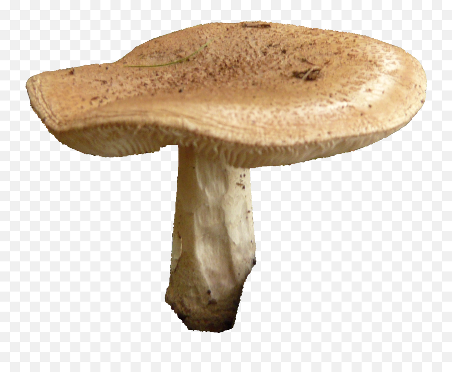 Mushroom Free Png Image - Mushroom Transparent Background,Mushroom Png