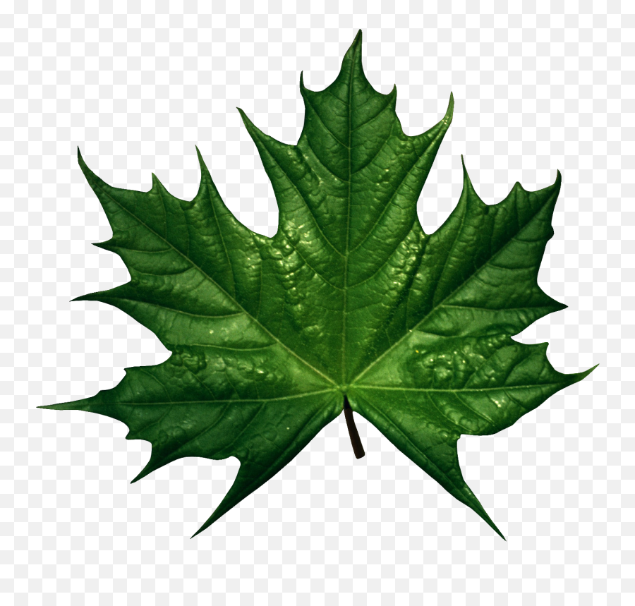 Green Leaves Plant - Green Maple Leaf Png,Cannabis Leaf Png
