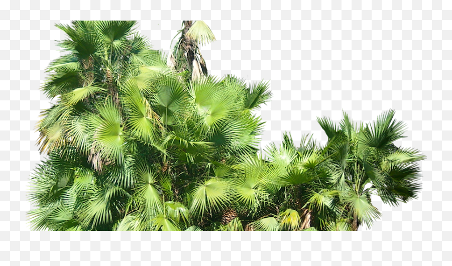 Download Tropical Plant Pictures Acoelorrhaphe Wrightii - Transparent Background Tropical Plants Png,Bushes Png