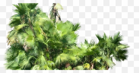 Download Tropical Plant Pictures Acoelorrhaphe Wrightii - Transparent Background Plants Png