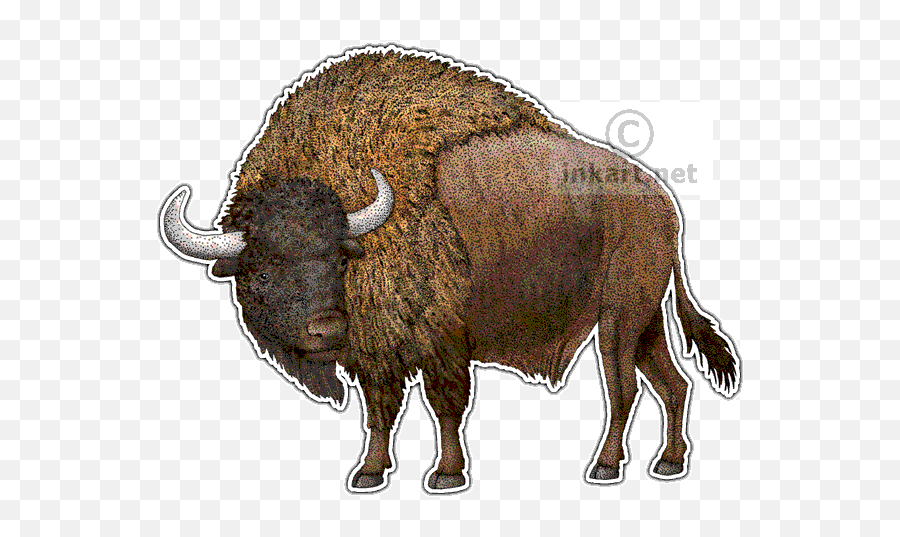 Twin Drawing Bison Picture 2511246 - Drawing Png,Bison Png