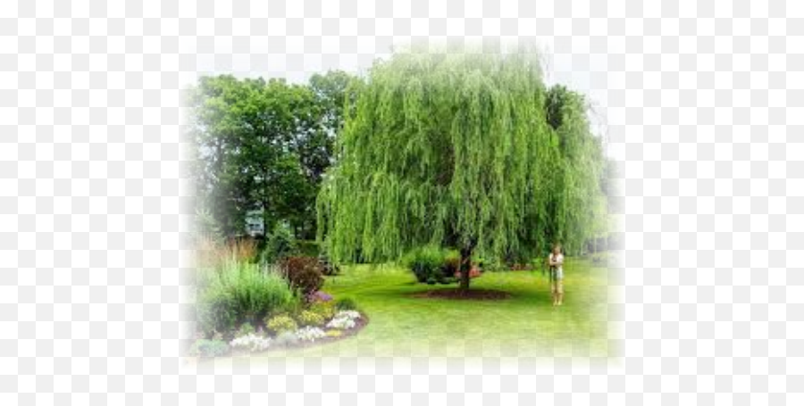 Download Weeping Willow Babylonica - Weeping Willow Tree Backyard Png,Weeping Willow Png