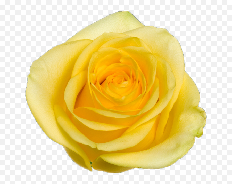 Citran - Floribunda Png,Yellow Rose Transparent