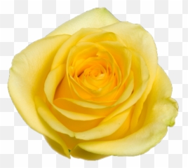 Citran - Floribunda Png,Yellow Rose Transparent
