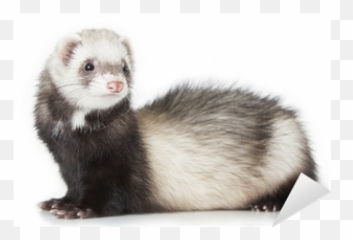 Young Ferret Sticker U2022 Pixers We Live To Change - Ferret Png,Ferret Png