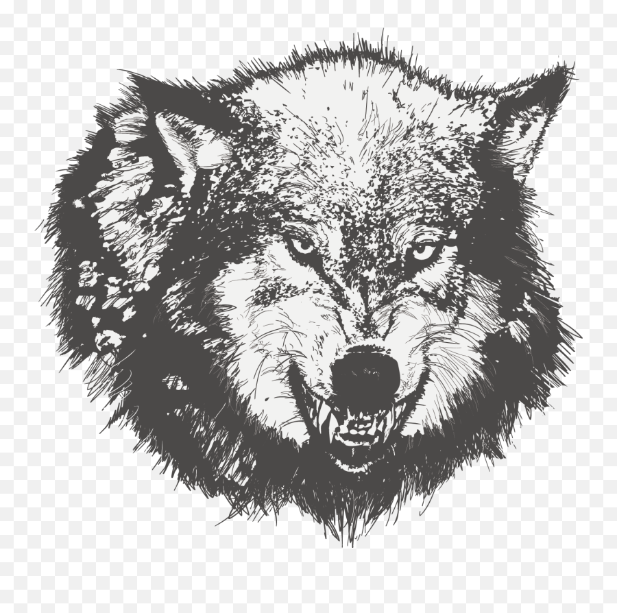 Download Dog Drawing Black Wolf Sketch - Drawing Angry Wolf Face Png,Black Wolf Png