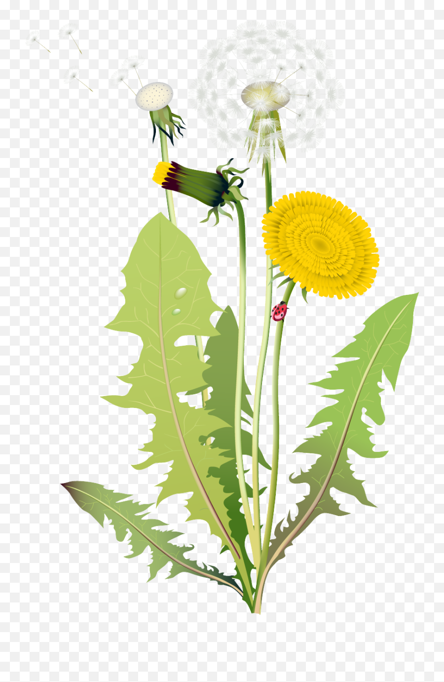 Download Dandelion Vector Png - 4 Kinds Of Flowers Full Taraxacum Illustration Free Download,Dandelions Png