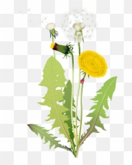 Download Dandelion Vector Png - 4 Kinds Of Flowers Full Taraxacum Illustration Free Download,Dandelions Png