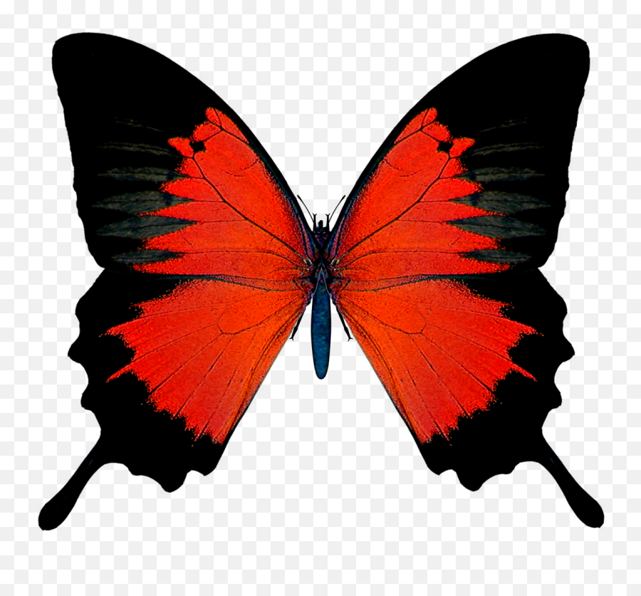 Black And Red Butterfly Png Picture - Red Butterfly Png,Real Butterfly Png