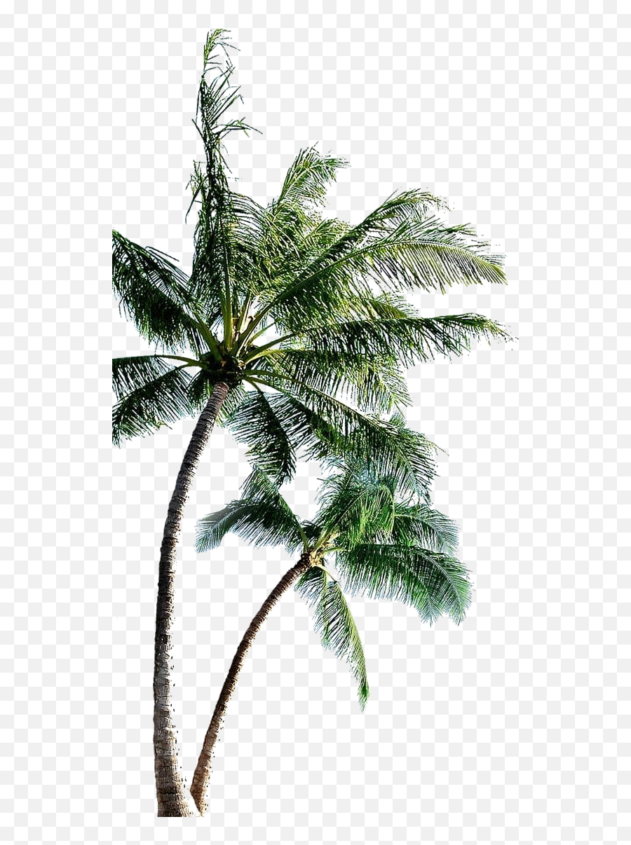 Coconut Tree Png File - Coconut Tree Png,Coconut Tree Png
