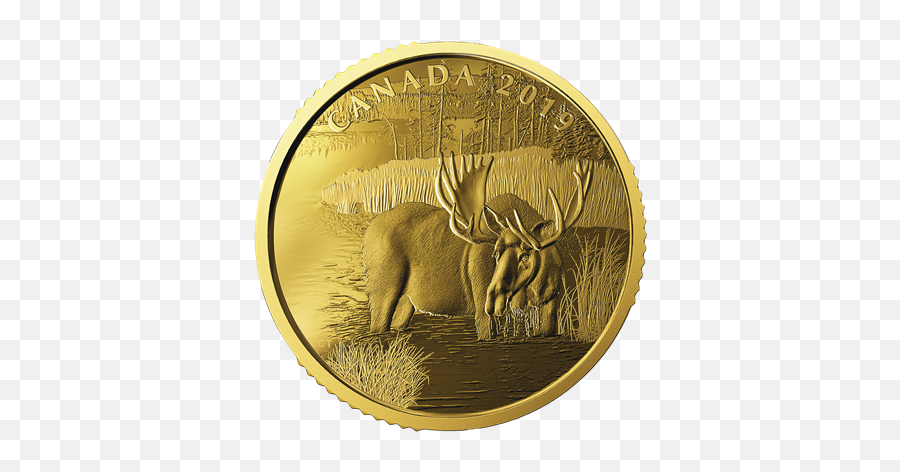 Canadian Moose - Gold Coin Png,Moose Png
