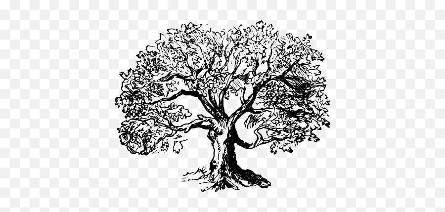 Download Hd Markdown Formatted Outlines - Oak Tree Tree Outline Png,Tree Outline Png