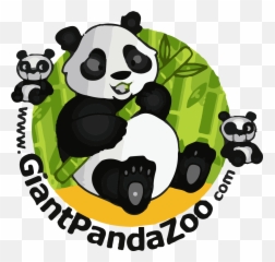 Giant Panda China Oso Glogster Edu - International School Library Month 2020 png