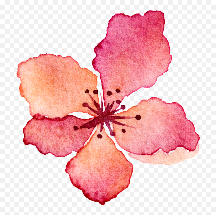 Download Hd Pink Flower Watercolor Hand Drawn Cartoon - Watercolor Flowers Png Petals,Acuarela Png